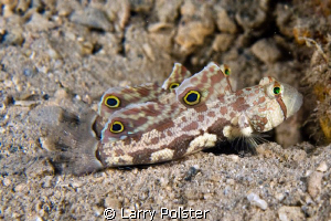 Signal Goby with his mate ready to run. D300-60mm by Larry Polster 